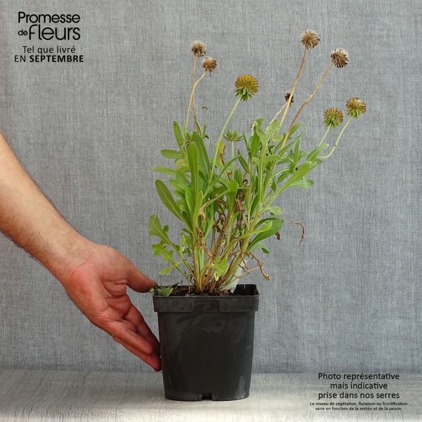 Ejemplar de Gaillardia grandiflora Kobold Maceta 2L/3L entregado en verano