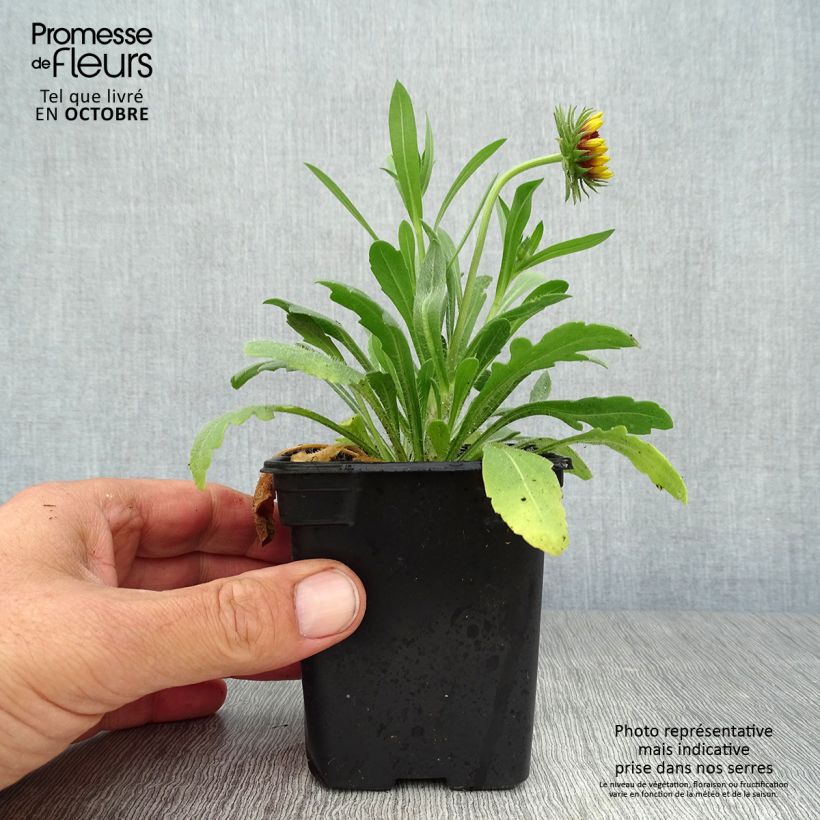 Ejemplar de Gaillardia Lutin Maceta de 7/8 cm entregado en otoño
