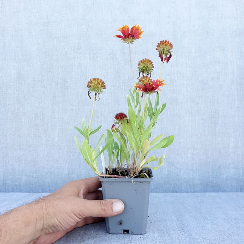 Ejemplar de Gaillardia grandiflora Tokayer Maceta de 8/9 cm entregado en verano