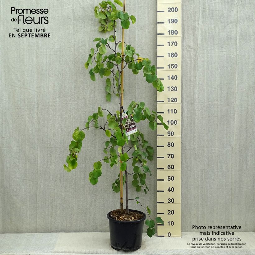 Ejemplar de Redbud del este Royal White - Cercis canadensis Maceta 12L/15L entregado en verano