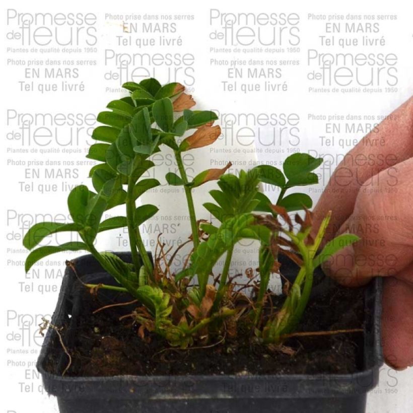 Ejemplo de ejemplar de Galega hartlandii Lady Wilson Maceta de 8/9 cm tal y como se entrega