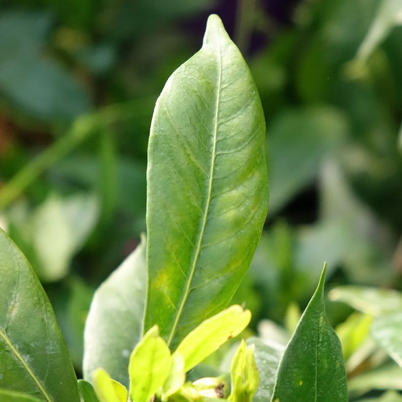 Gardenia jasminoides Celestial Star (Follaje)