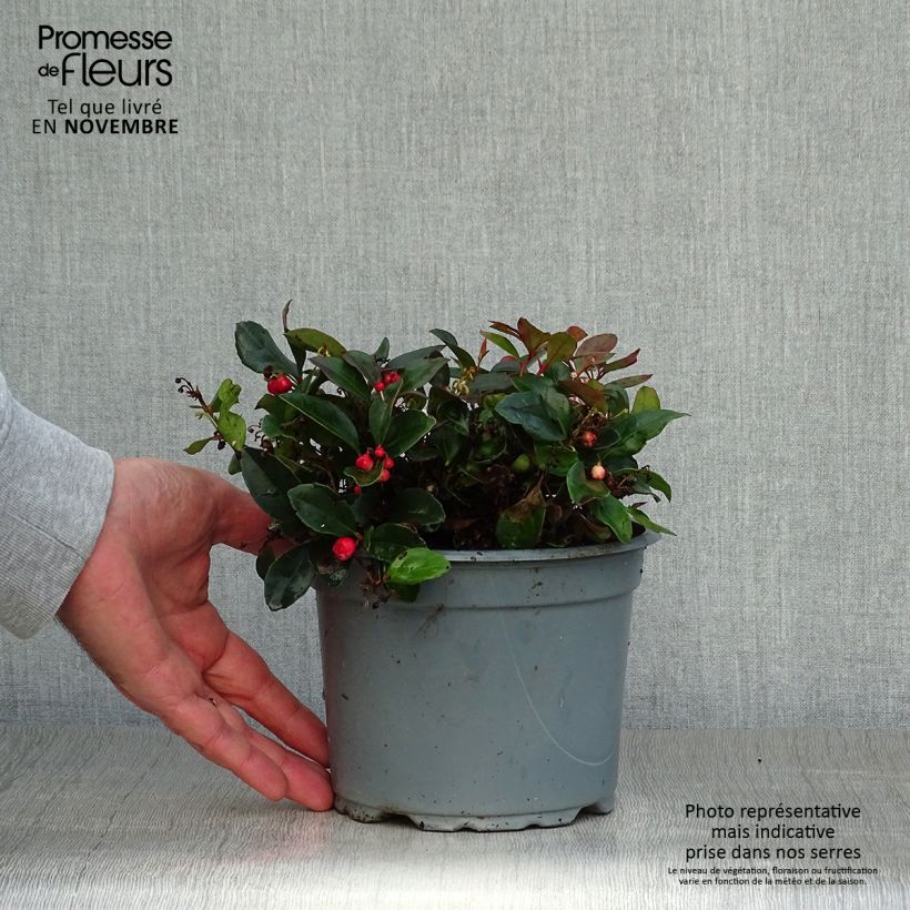 Ejemplar de Gaultheria procumbens - Ebúrnea Maceta 2L/3L entregado en otoño