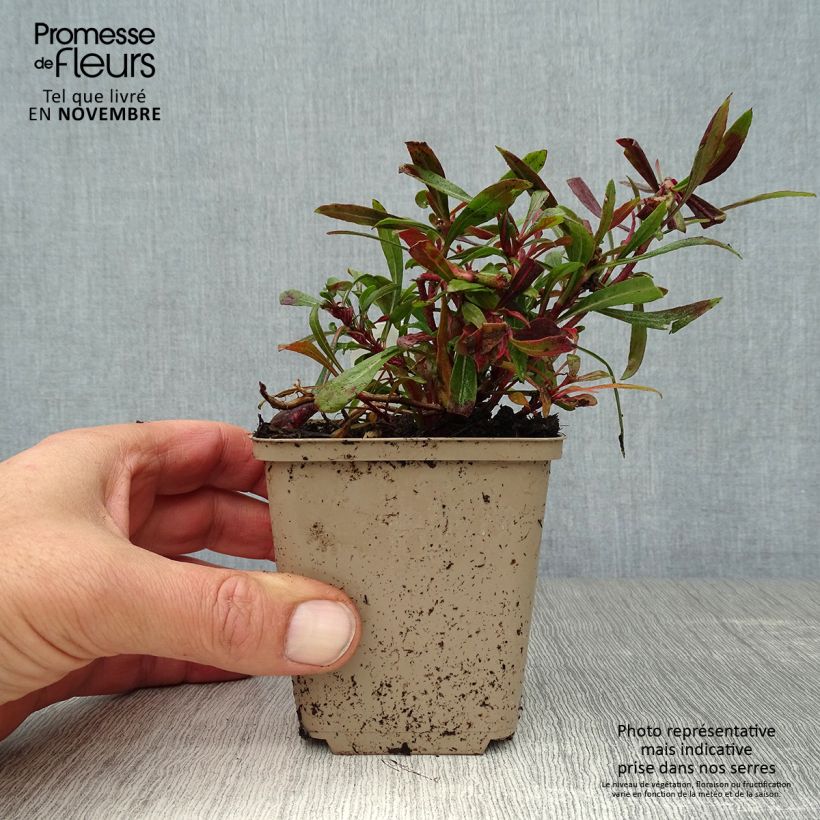 Ejemplar de Gaura lindheimeri Crimson Butterfly Maceta de 8/9 cm entregado en otoño