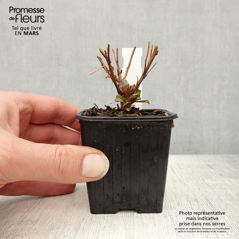 Gaura lindheimeri Baby Butterfly Dark Pink - Gaura de Lindheimer nain Godet de 9cm Ejemplar entregado en la primavera
