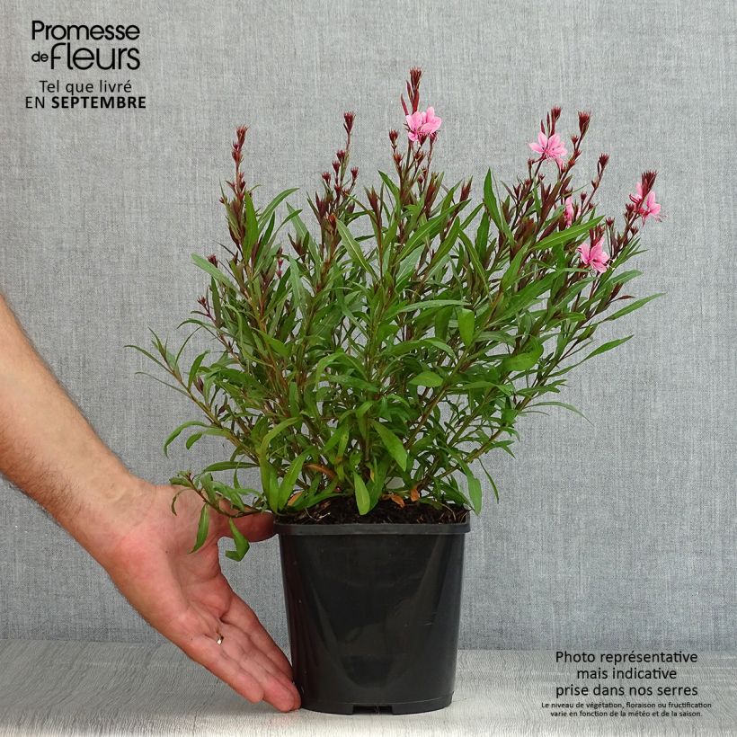 Ejemplar de Gaura lindheimeri Baby Butterfly Dark Pink - Gaura de Lindheimer nain Pot de 2L/3L entregado en verano