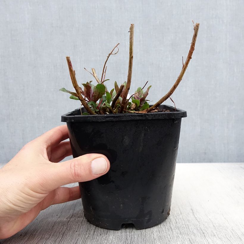Gaura lindheimeri Baby Butterfly Dark Pink - Gaura de Lindheimer nain Pot de 2L/3L Ejemplar entregado en la primavera