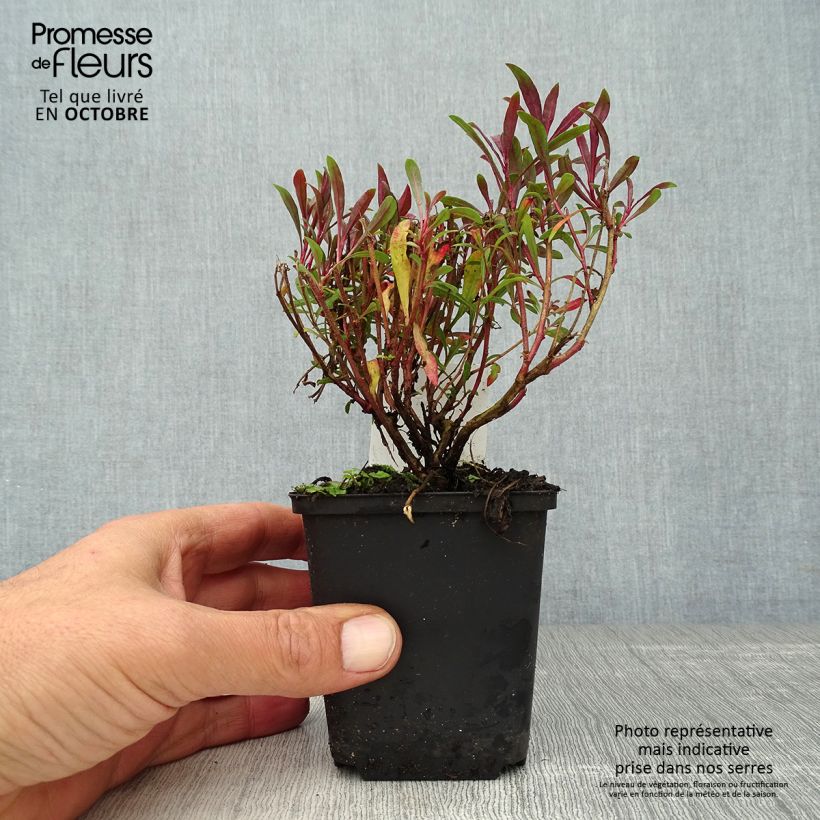 Ejemplar de Gaura lindheimeri Blaze Maceta de 8/9 cm entregado en otoño