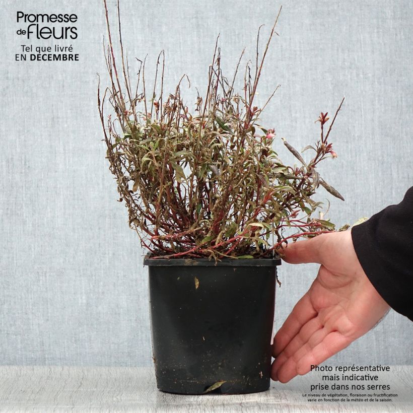 Ejemplar de Gaura lindheimeri Blaze Maceta 2L/3L entregado en otoño