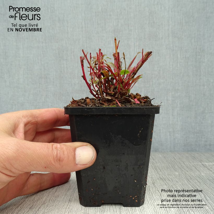 Ejemplar de Gaura lindheimeri Cherry Brandy Maceta de 8/9 cm entregado en otoño