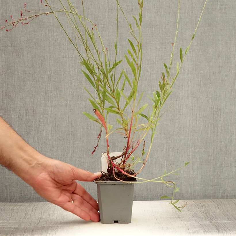 Ejemplar de Gaura lindheimeri Cherry Brandy - Gaura de Lindheimer rose vif Godet de 9cm entregado en verano
