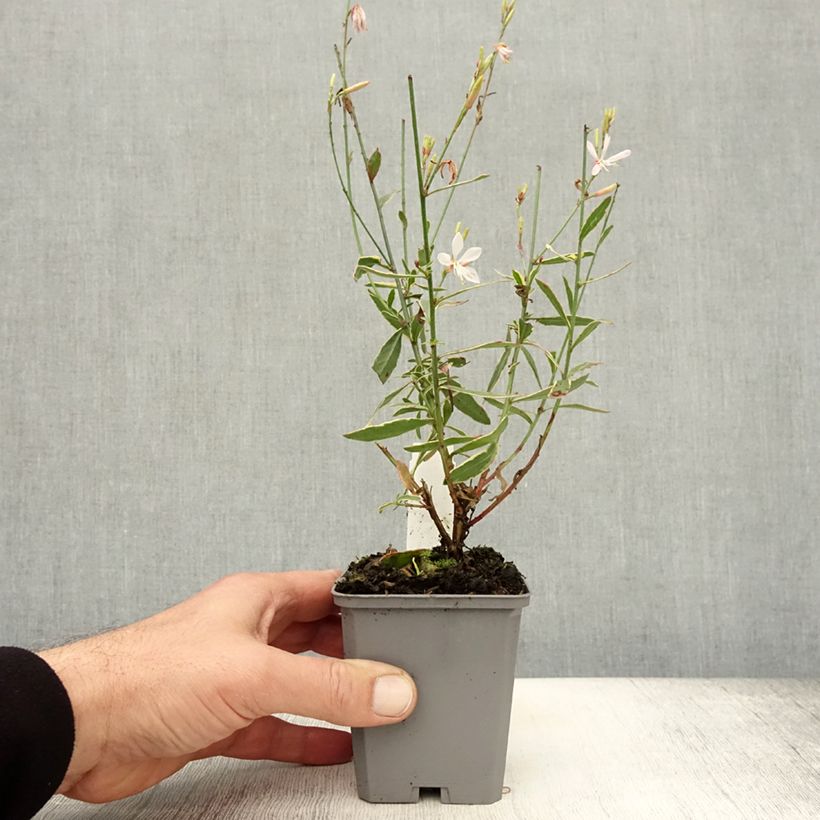 Ejemplar de Gaura lindheimeri Corrie s Gold Maceta de 8/9 cm entregado en otoño