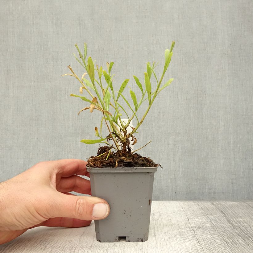 Ejemplar de Gaura lindheimeri Snowbird Maceta de 8/9 cm entregado en otoño