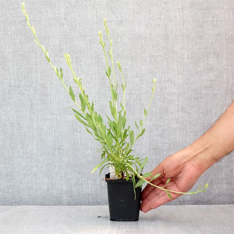 Ejemplar de Gaura lindheimeri Snowbird Maceta de 8/9 cm entregado en verano