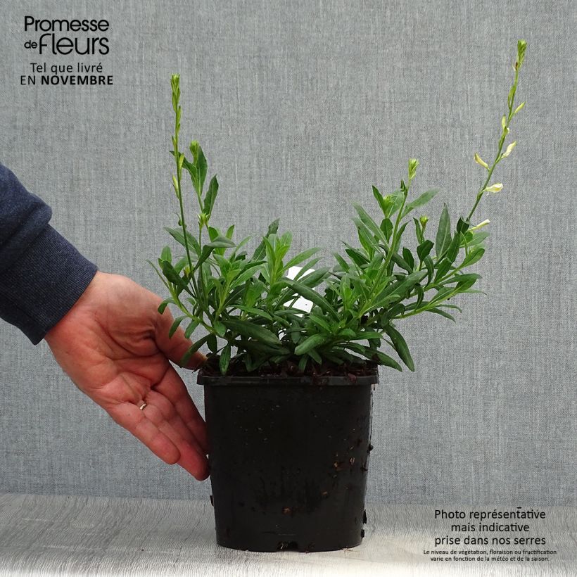 Ejemplar de Gaura lindheimeri Snowbird Maceta 2L/3L entregado en otoño