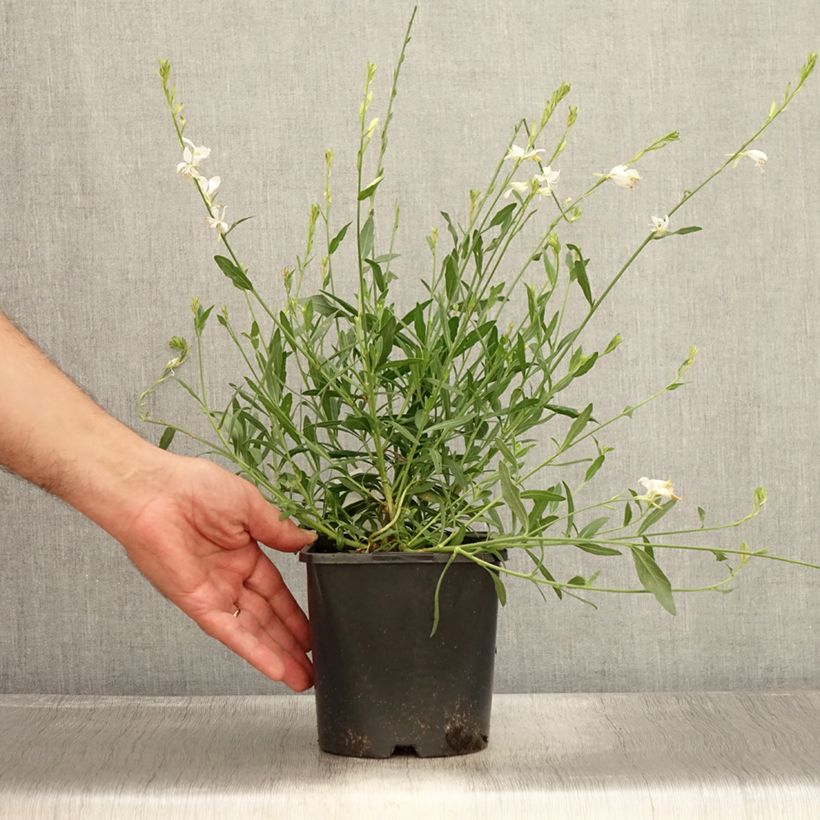 Ejemplar de Gaura lindheimeri Snowbird - Pot de 2L/3L entregado en verano