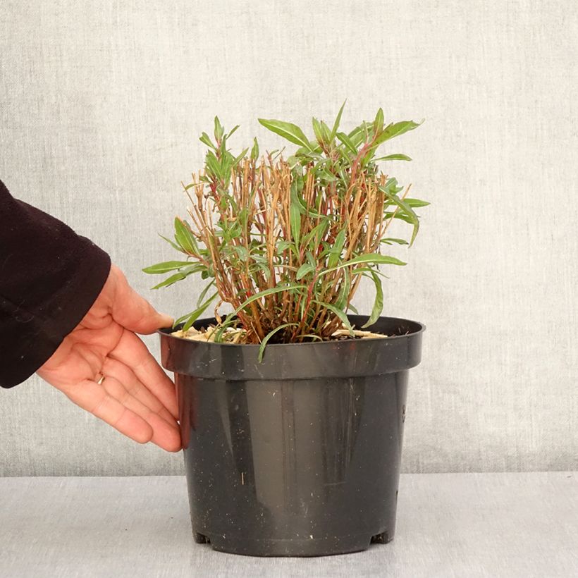 Gaura lindheimeri Whirling Butterflies Pot de 2L/3L Ejemplar entregado en la primavera