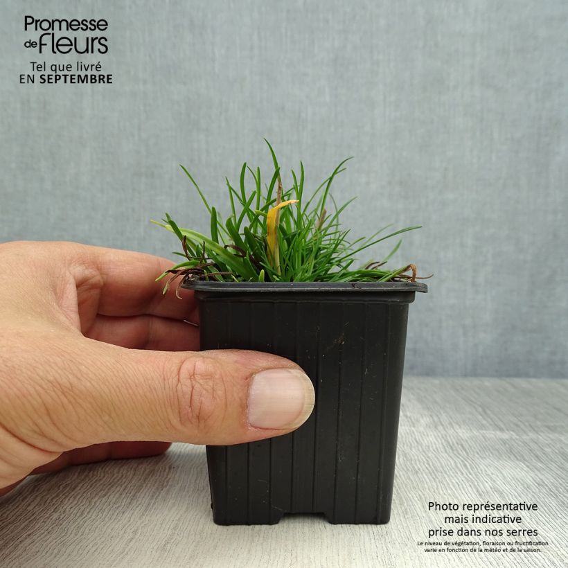 Ejemplar de Clavelina del mar Düsseldorfer Stolz - Armeria maritima Maceta de 8/9 cm entregado en otoño