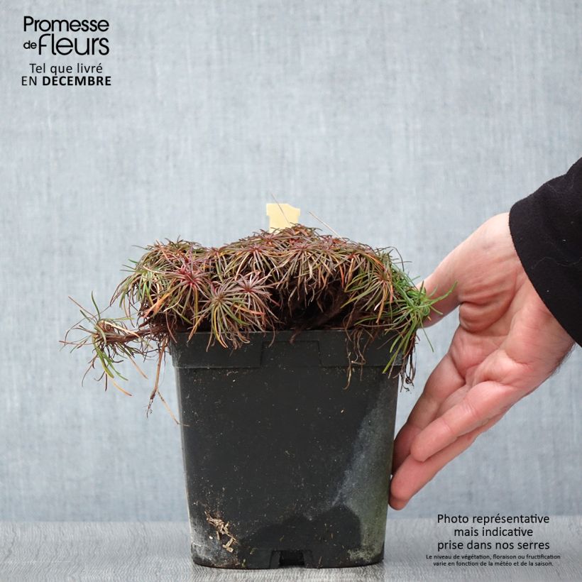 Ejemplar de Clavelina del mar Splendens - Armeria maritima Maceta 2L/3L entregado en otoño