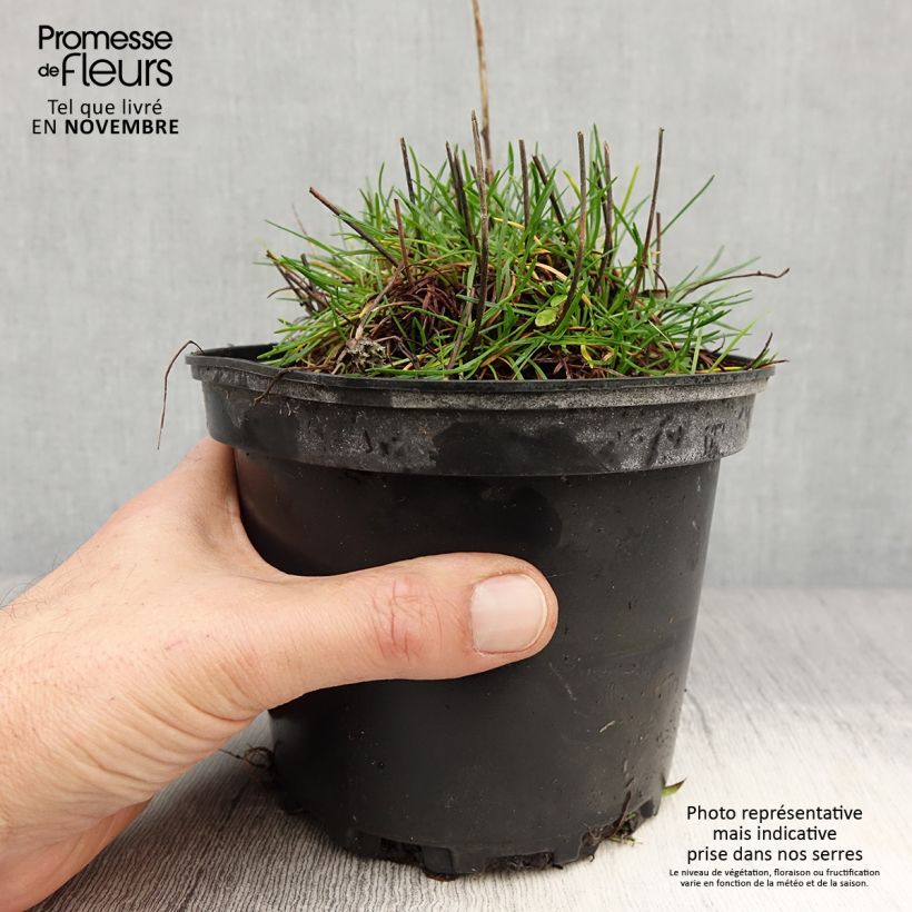 Ejemplar de Clavelina del mar blanca - Armeria maritima Alba Maceta 2L/3L entregado en otoño