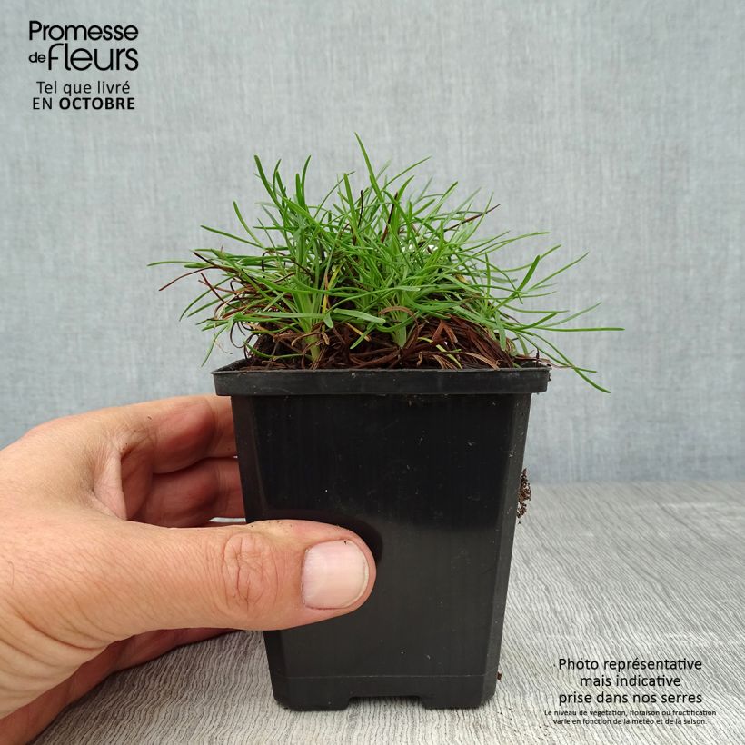 Ejemplar de Clavelina del mar Vesuvius - Armeria maritima Maceta de 8/9 cm entregado en otoño