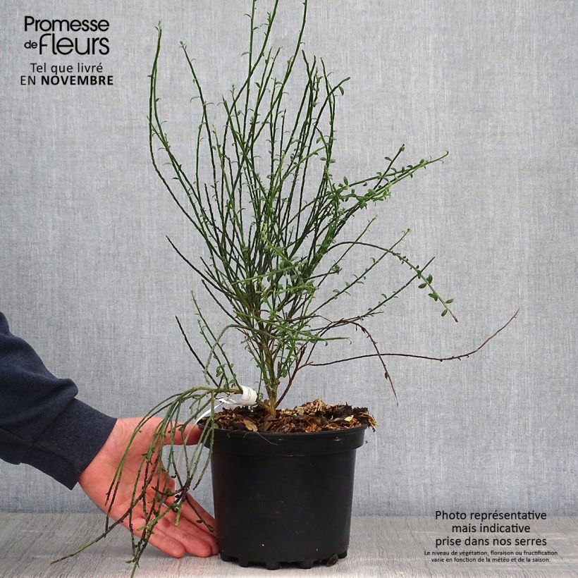 Ejemplar de Retama negra La Coquette - Cytisus scoparius Maceta 2L/3L entregado en otoño