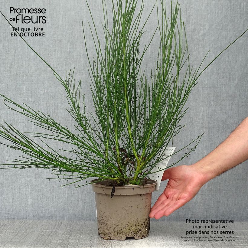 Ejemplar de Retama negra Cytisus Lena - Cytisus scoparius Maceta 2L/3L entregado en otoño