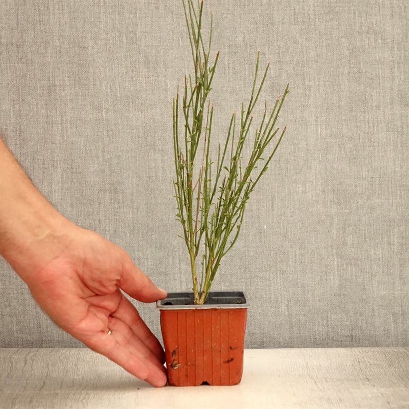 Ejemplar de Retama negra Luna - Cytisus scoparius Maceta de 8/9 cm entregado en verano