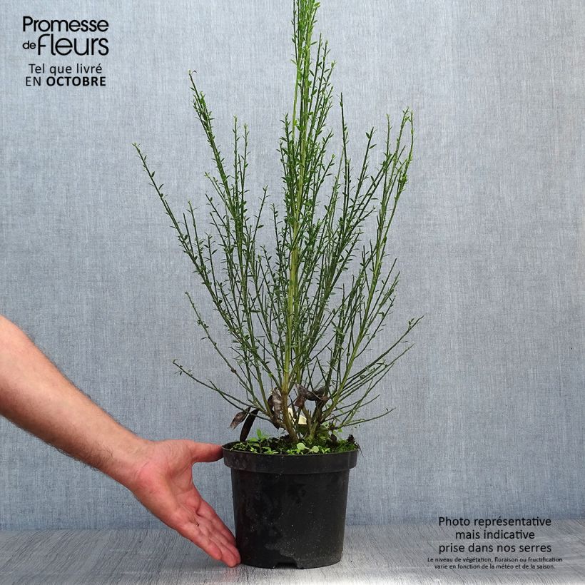 Ejemplar de Retama negra Luna - Cytisus scoparius Maceta 2L/3L entregado en otoño