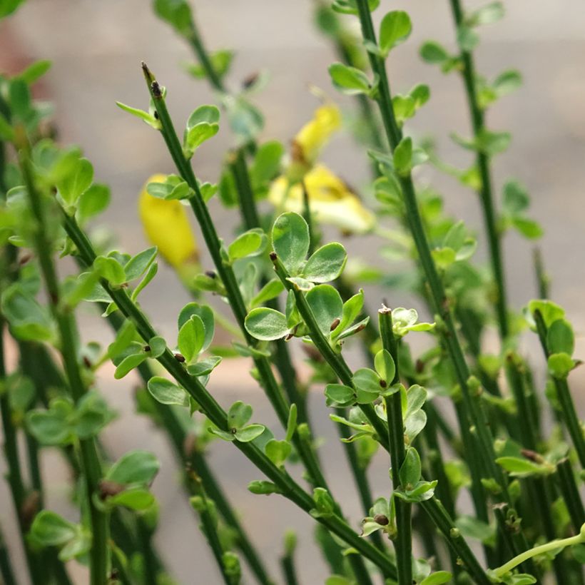 Retama negra Vanesse - Cytisus scoparius (Follaje)