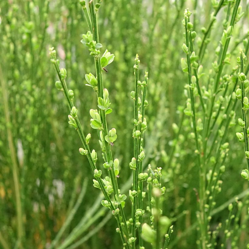 Retama negra Vanesse - Cytisus scoparius (Follaje)