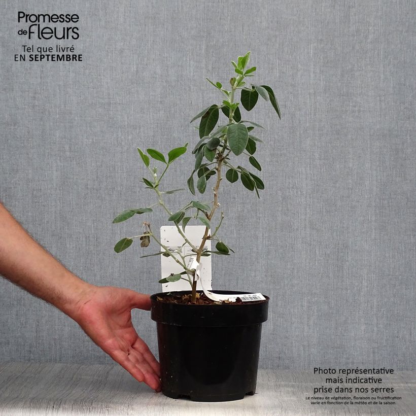 Ejemplar de Cytisus battandieri - Cytisus piña Maceta 3L/4L entregado en otoño