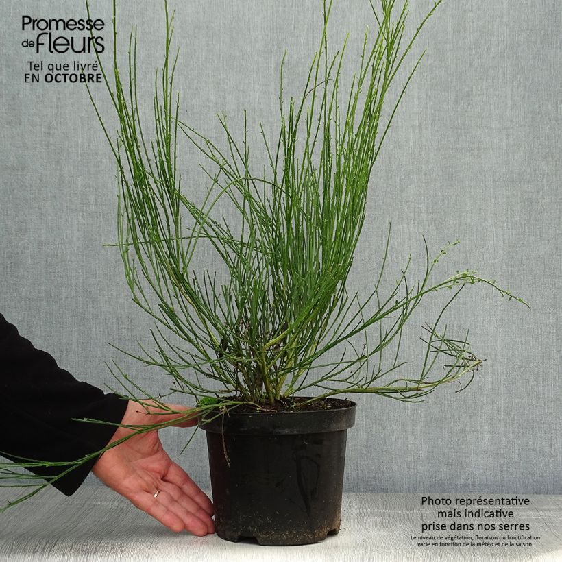 Ejemplar de Retama negra Golden Sunlight - Cytisus scoparius Maceta 2L/3L entregado en otoño