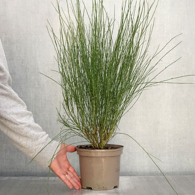 Ejemplar de Cytisus praecox Hollandia Maceta 2L/3L entregado en otoño