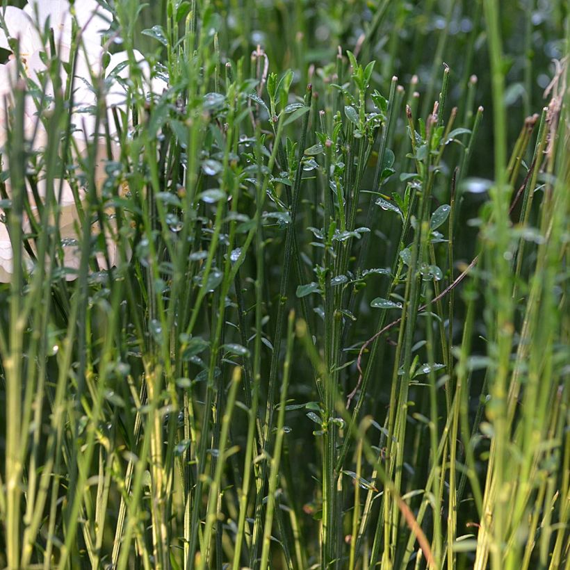 Cytisus procumbens Zeelandia (Follaje)