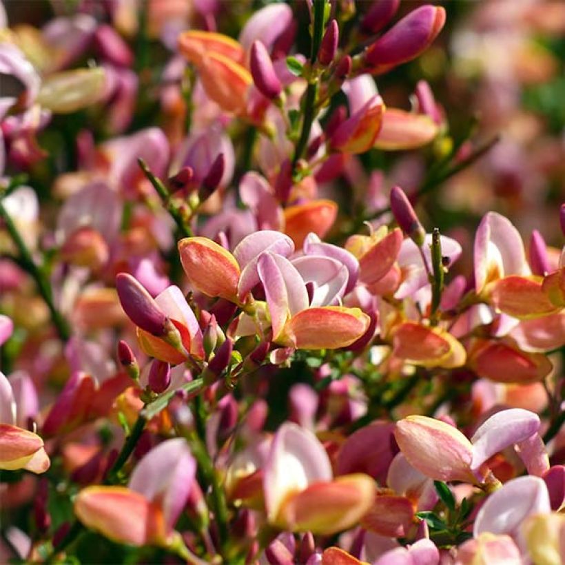 Cytisus procumbens Zeelandia (Floración)
