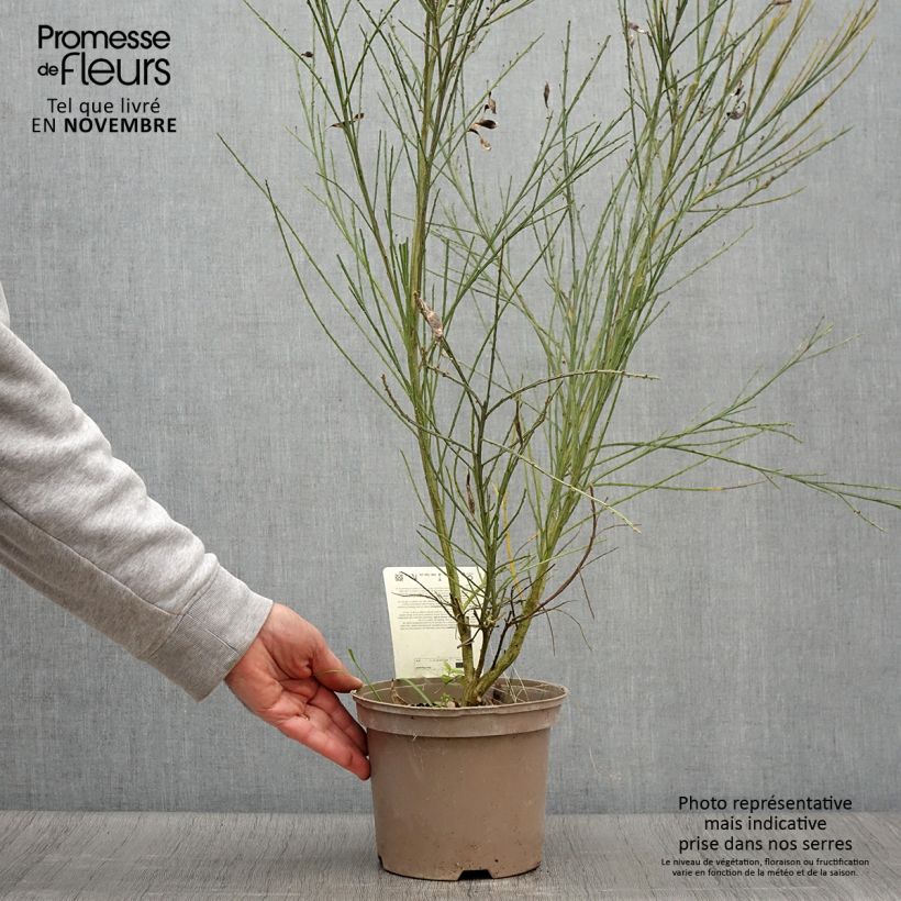 Ejemplar de Retama negra Palette - Cytisus scoparius Maceta 2L/3L entregado en otoño