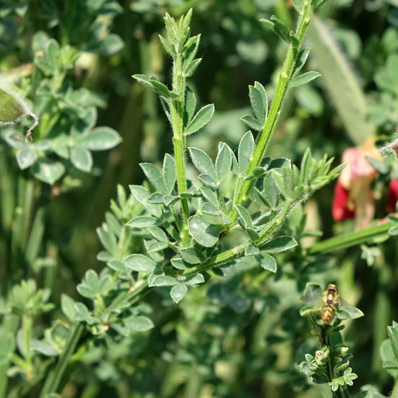 Retama negra Palette - Cytisus scoparius (Follaje)
