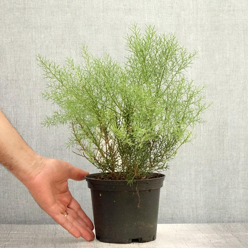 Ejemplar de Genista hispanica - Abulaga Maceta 2L/3LAltura de entrega aprox. 15/20cm entregado en verano