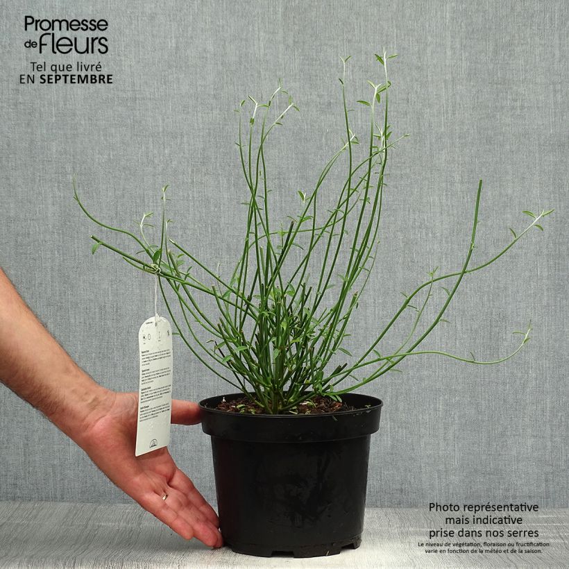 Ejemplar de Spartium junceum - Gayomba Maceta 2L/3L entregado en otoño