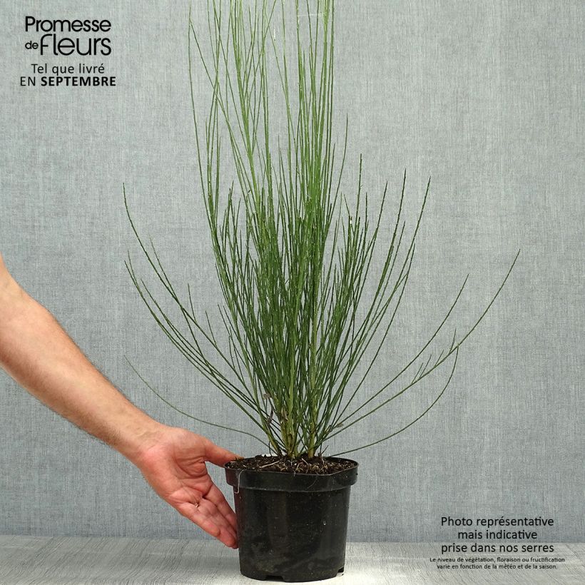 Ejemplar de Cytisus praecox Albus Maceta 2L/3L entregado en otoño