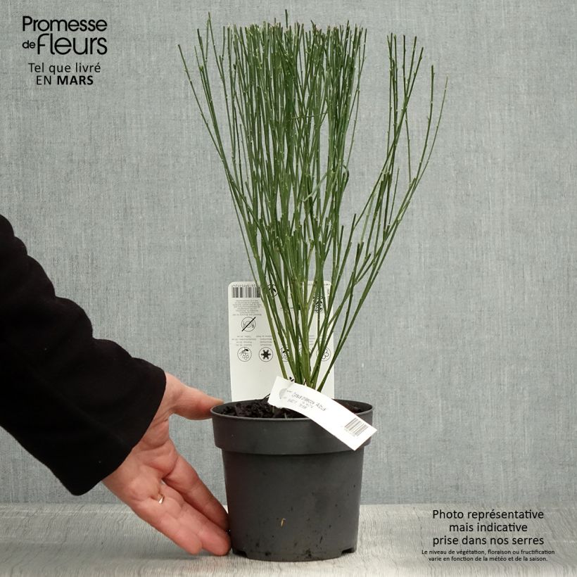 Cytisus praecox Albus Maceta 2L/3LAltura de entrega aprox. 40/50cm Ejemplar entregado en la primavera