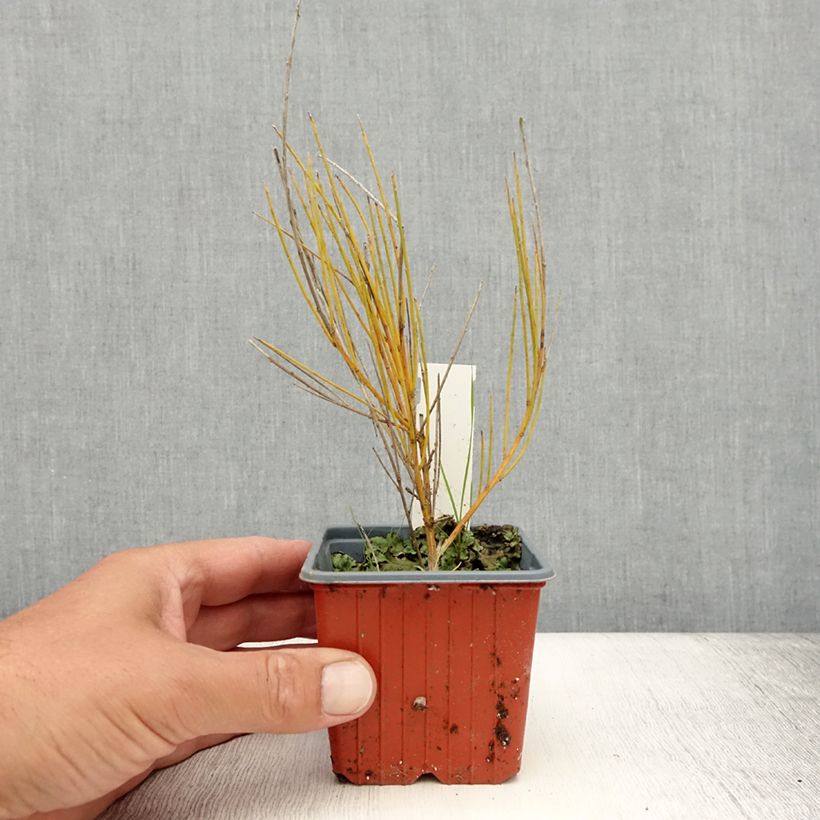 Ejemplar de Cytisus praecox Allgold Maceta de 8/9 cm entregado en verano