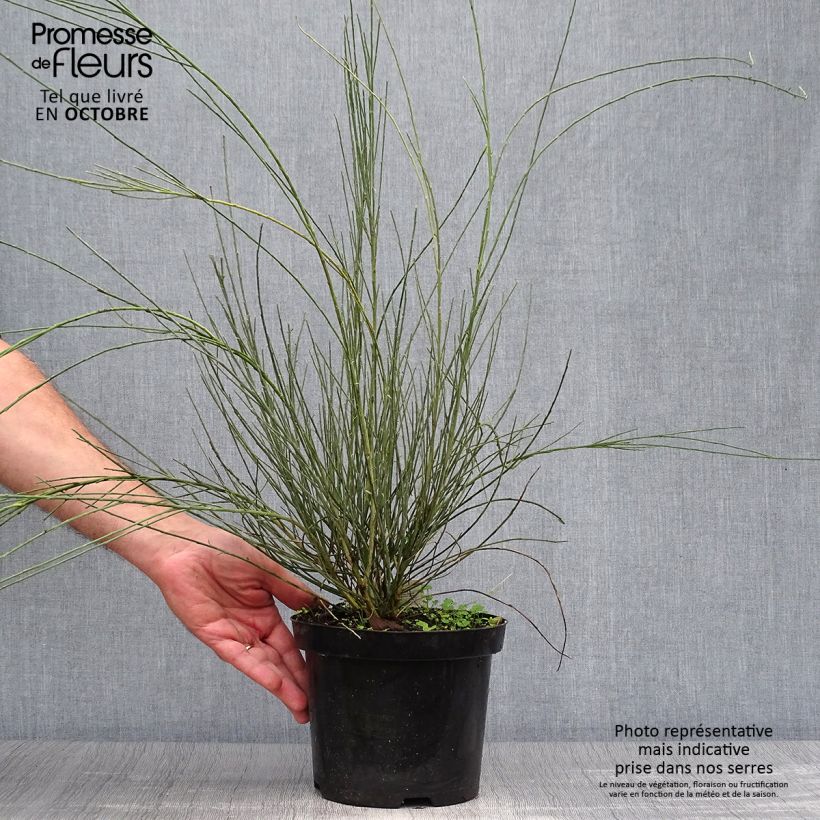 Ejemplar de Cytisus praecox Allgold Maceta 2L/3L entregado en otoño
