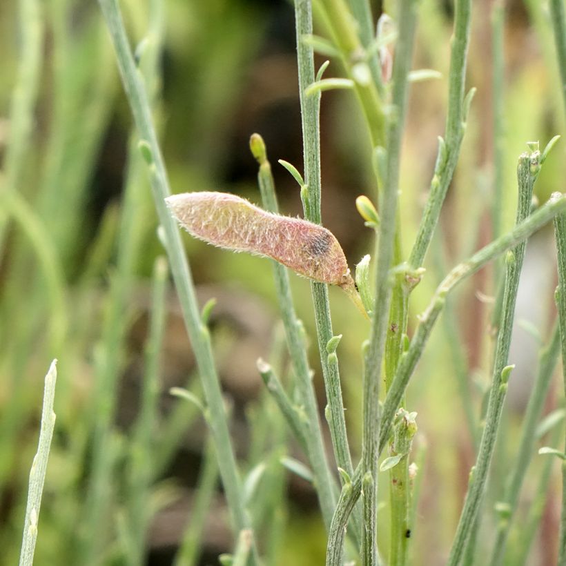 Cytisus praecox - Retama de colores (Cosecha)