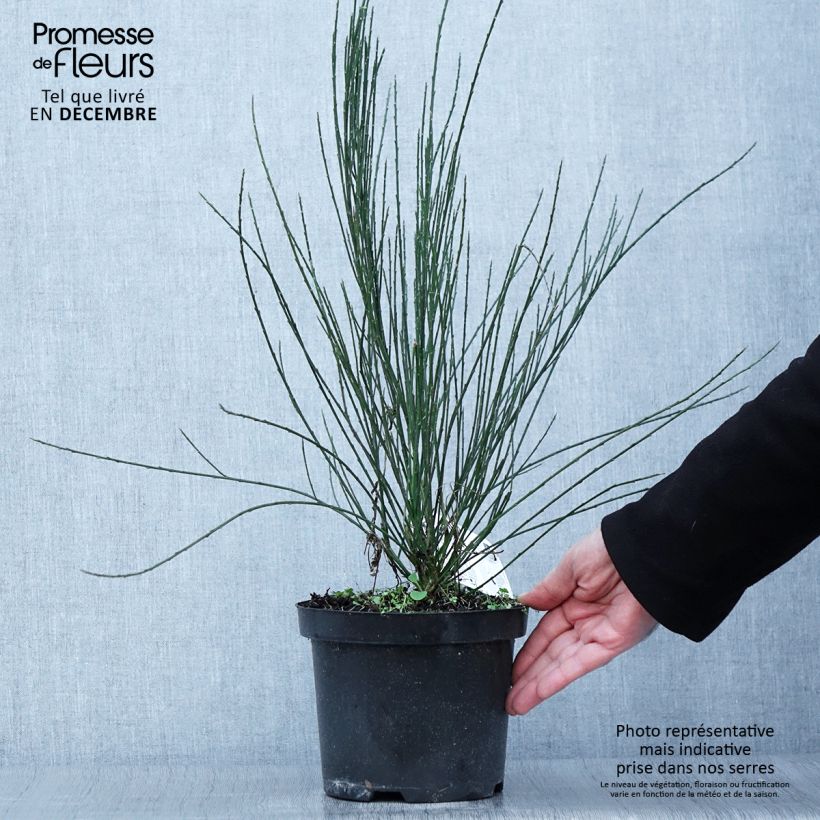 Ejemplar de Cytisus praecox - Retama de colores Maceta 2L/3L entregado en otoño