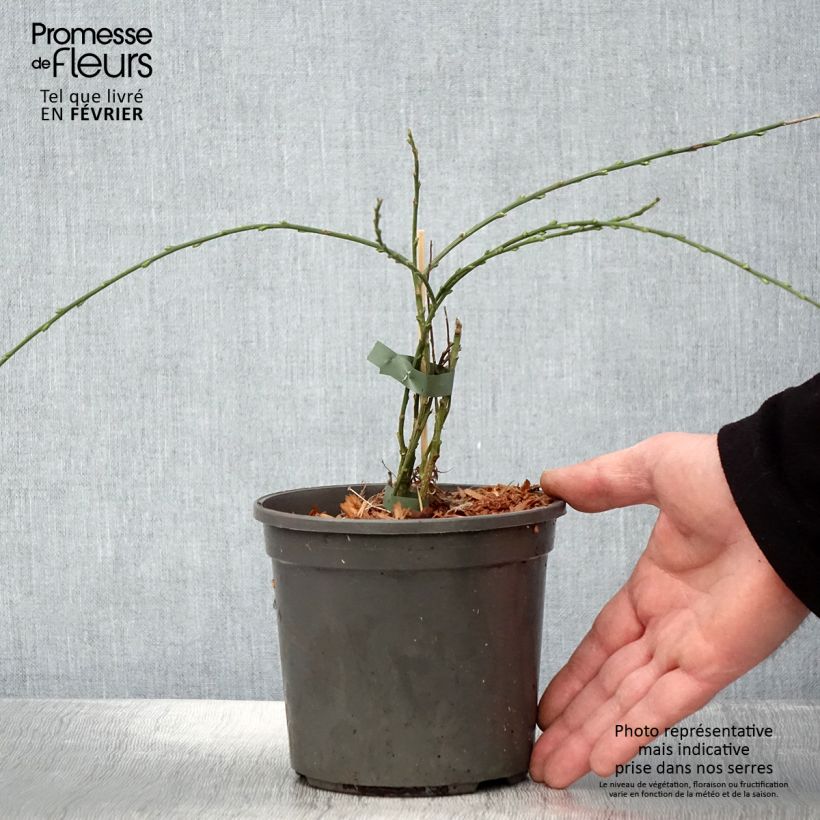 Cytisus kewensis Maceta 2L/3L Ejemplar entregado en invierno