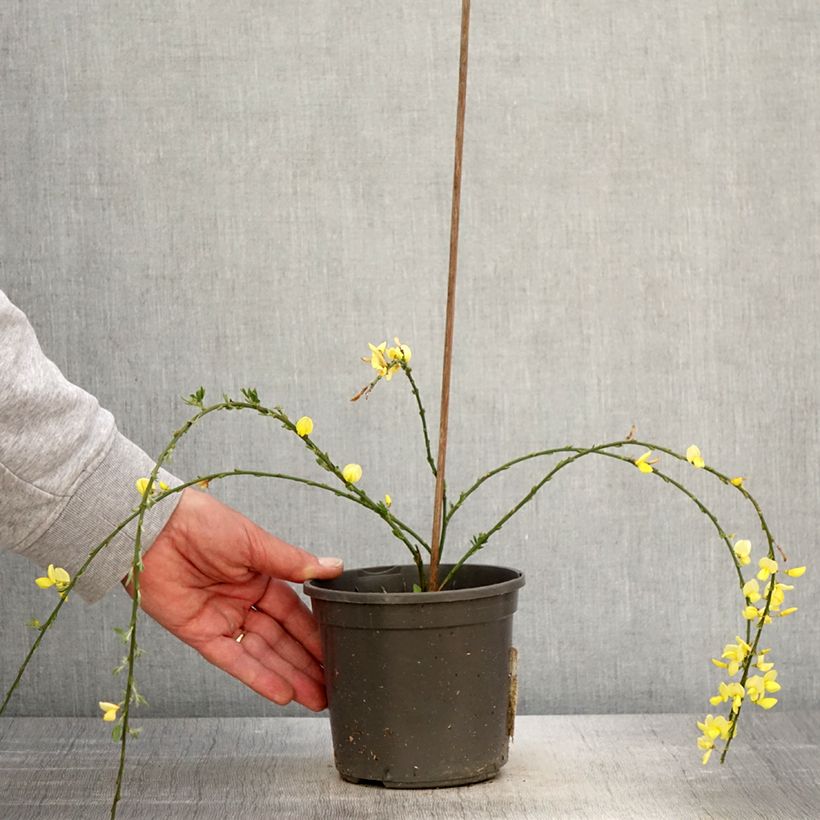 Cytisus kewensis Maceta 2L/3LAltura de entrega aprox. 20/30cm Ejemplar entregado en la primavera