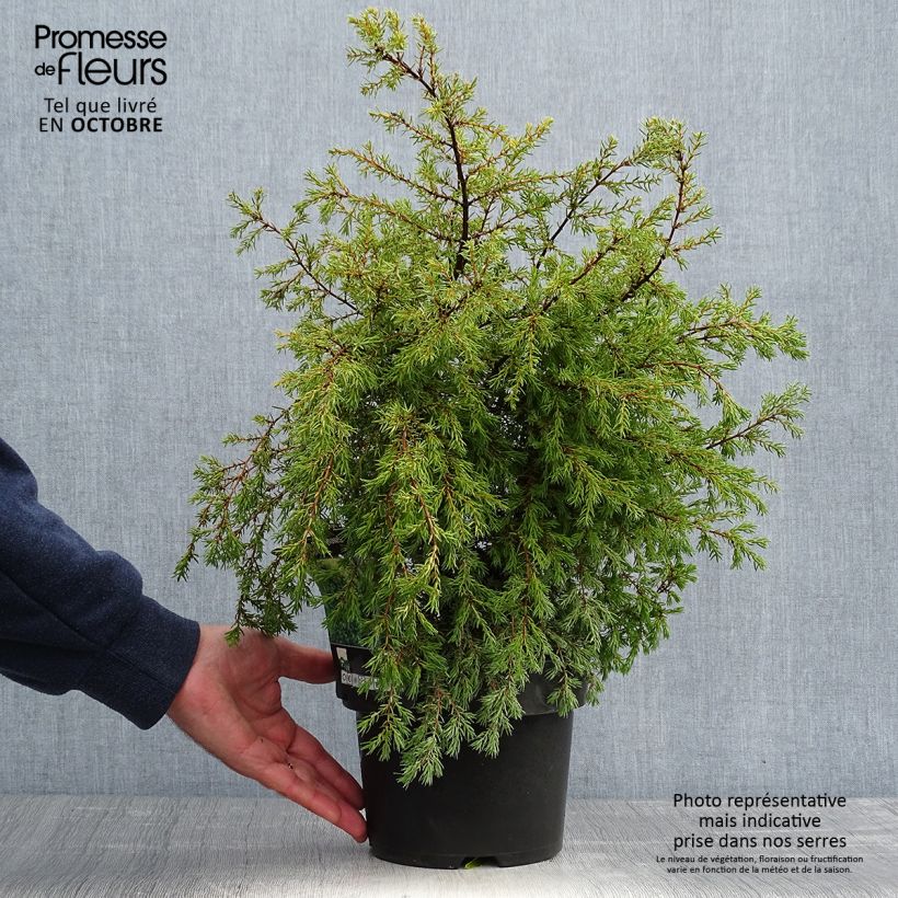 Ejemplar de Juniperus communis Gold Cone - Enebro común Maceta 2L/3L entregado en otoño