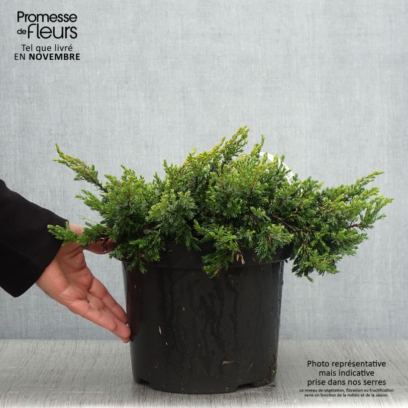 Ejemplar de Juniperus communis Goldschatz - Enebro común Maceta 7,5L/10L entregado en otoño